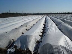 Agrigel /Don Perdesi, Malç filmi, Kırağı örtüsü