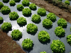 Malc filmi / Malç filmi, Çilek filmi