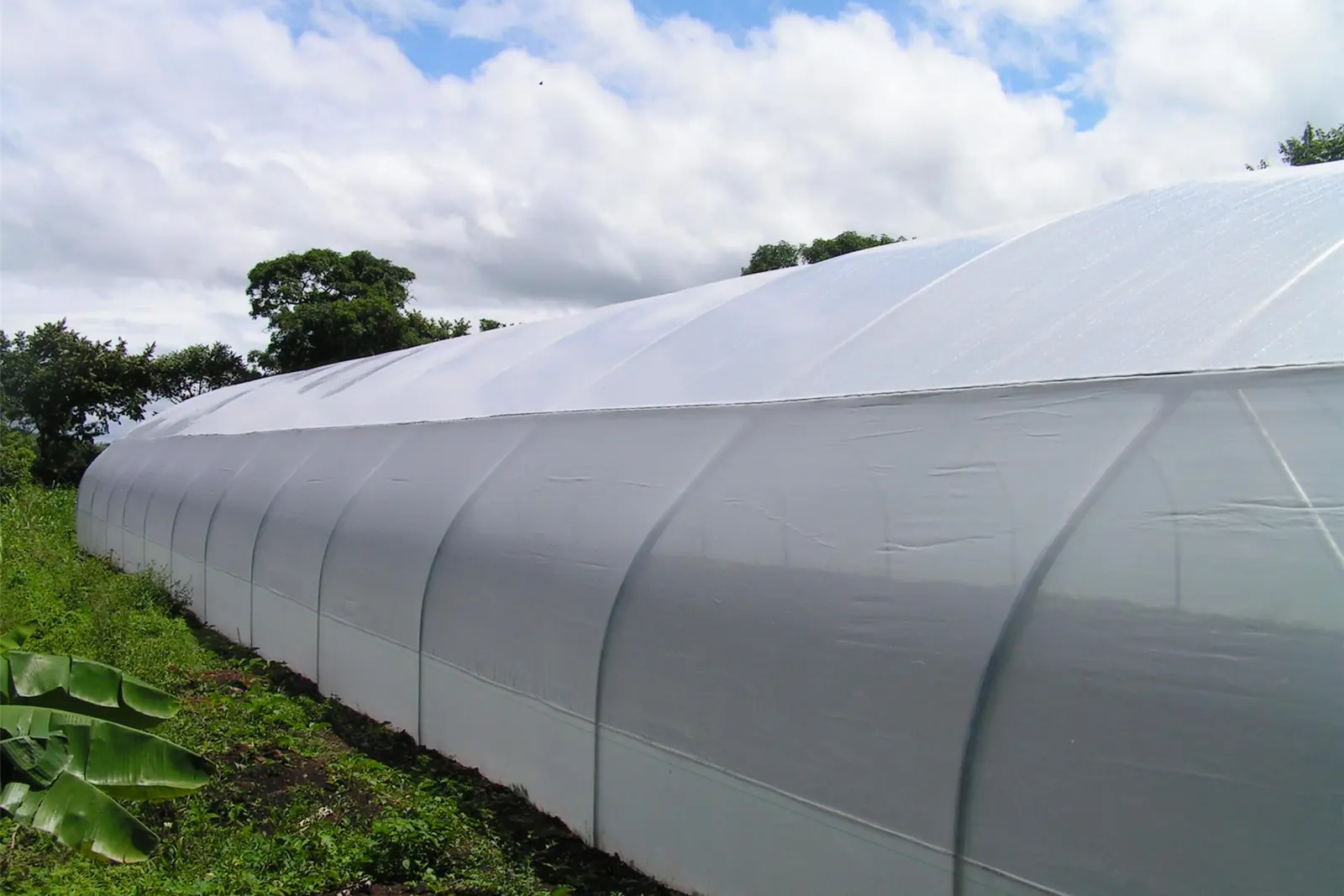 Frost blankets, mulch film and greenhouse covers