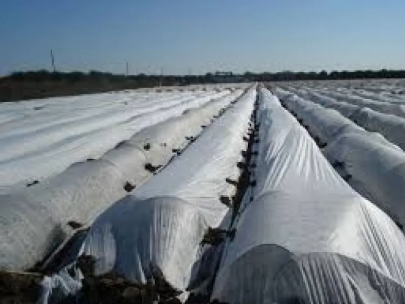 Agriculture